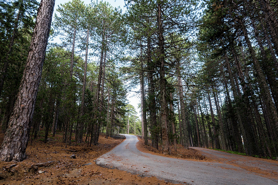 Empty road passing through the forest Photograph by Michalakis Ppalis