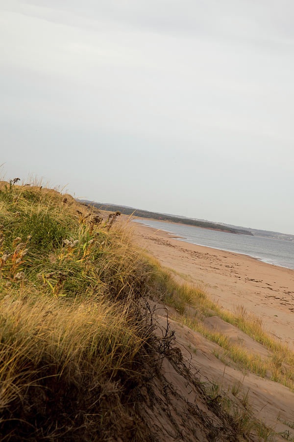 Empty sand dunes on coast of Prince Edwards Island Photograph by Karen Foley