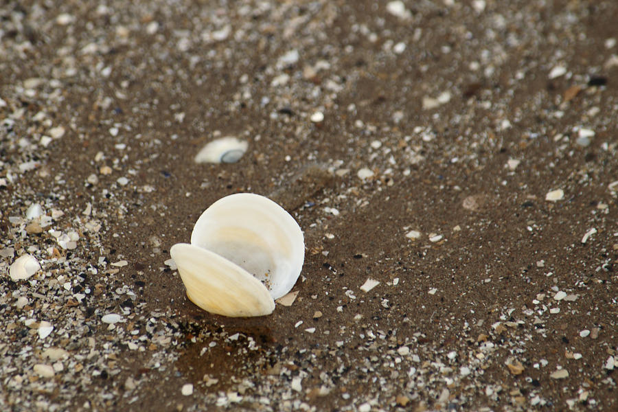 Empty Shell Photograph by Adrian Wale