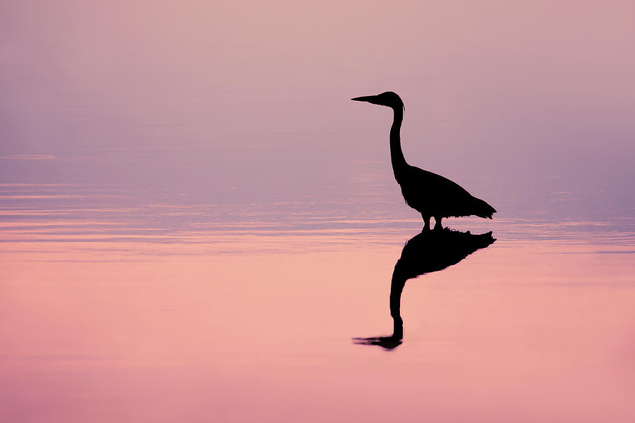 Heron Photograph - Empty Spaces - Grey heron silhouette by Roeselien Raimond
