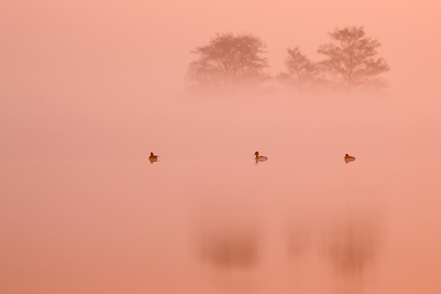 Bird Photograph - Empty Spaces IV by Roeselien Raimond