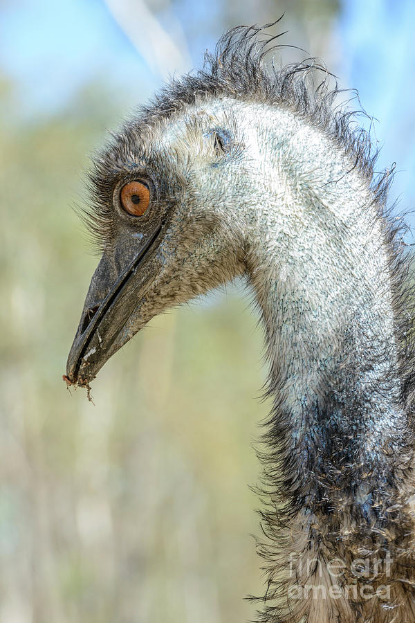 Emu 3 Photograph by Werner Padarin