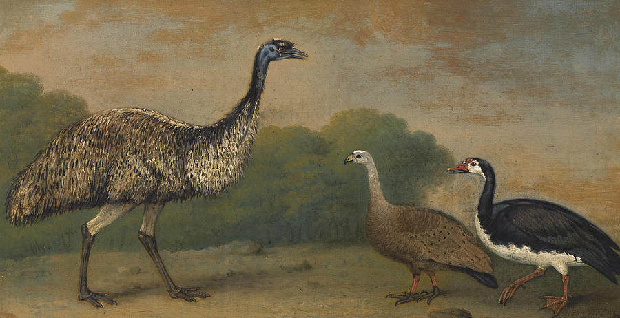 Henry Bernard Chalon Painting - Emu, Cape Barren Goose and Magpie Goose by Henry Bernard Chalon