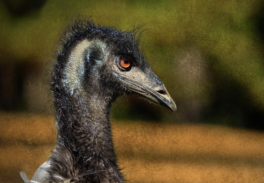 Emu Coming Back To See Me? Photograph by Sandi OReilly