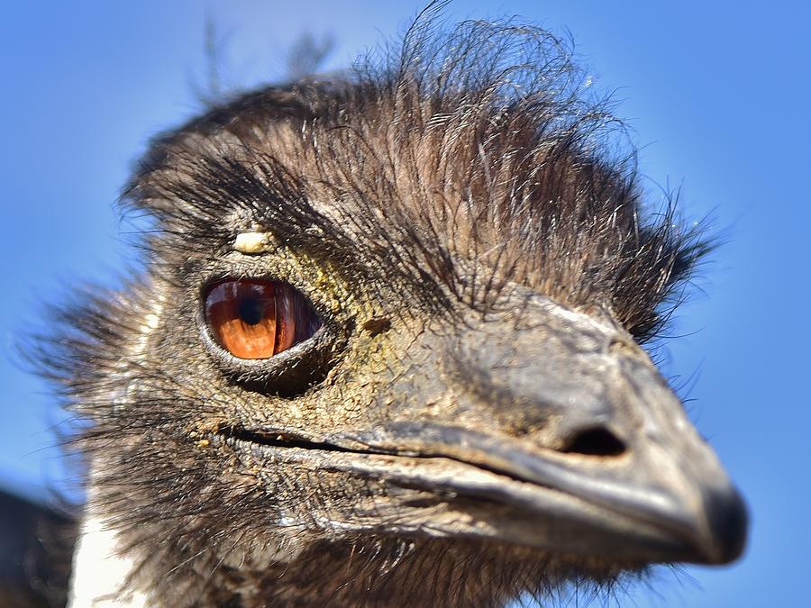 Emu Eye I Photograph by Linda Brody