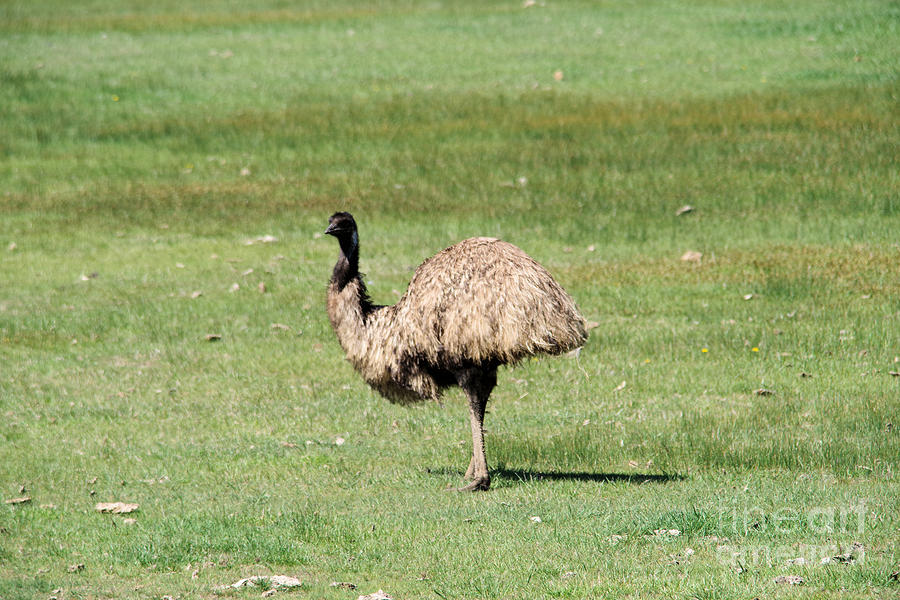 Emu Photograph by Jeff Swan