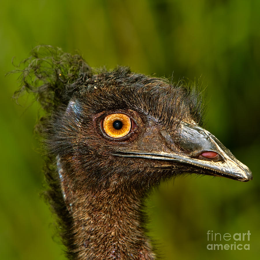 Emu Photograph by Joerg Lingnau