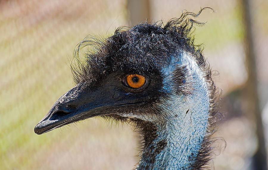 Emu Photograph by Kenneth Albin