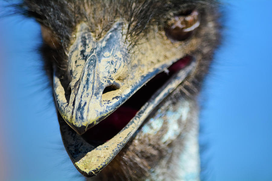 Emu Photograph by Kyle Hanson