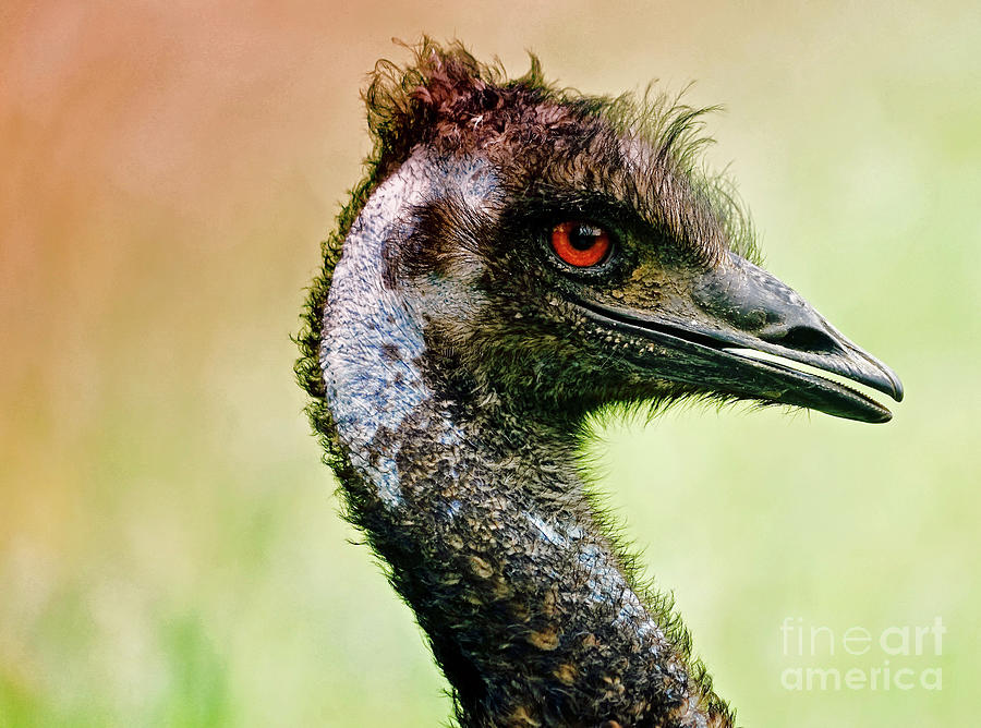Emu Love Photograph by Michael Cinnamond