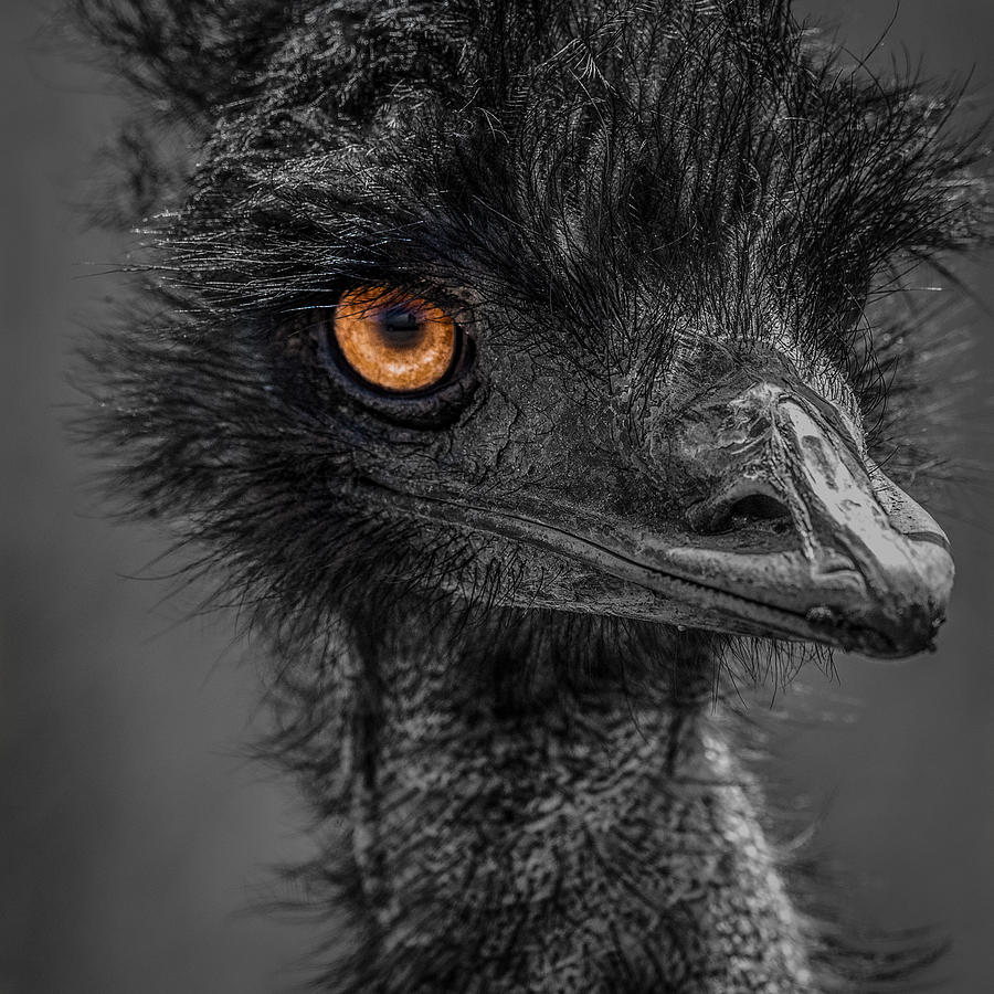 Emu Photograph - Emu by Paul Freidlund