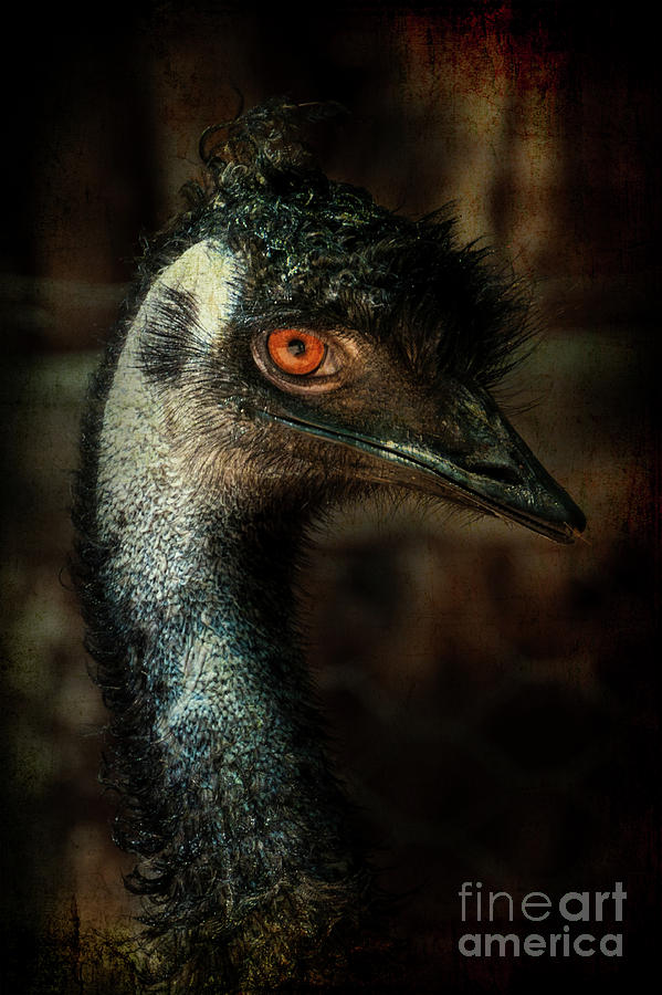 Emu Portrait Photograph by Barbara Dudzinska - Fine Art America