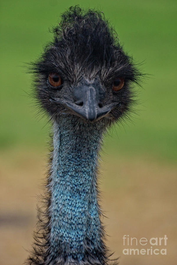 Emu Portrait Photograph by Douglas Barnard
