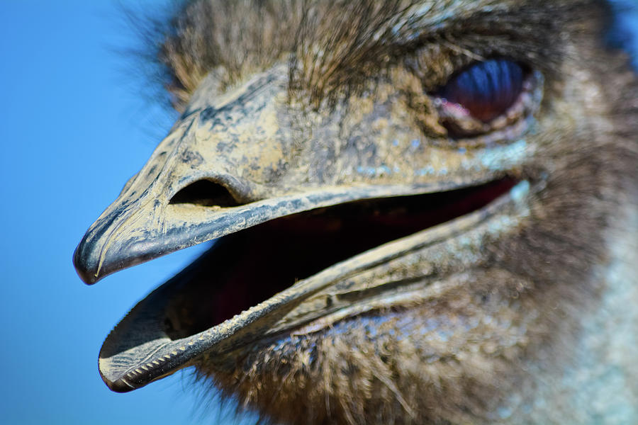 Emu Portrait Photograph by Kyle Hanson