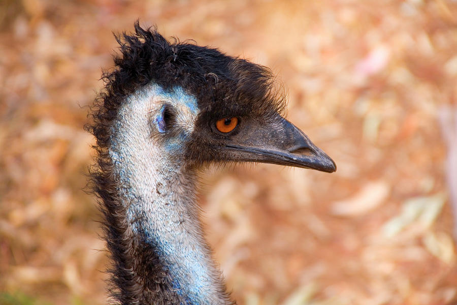 Emu Photograph - Emu Profile by Mike Dawson Emu Photograph - Emu Profile by Mike Dawson