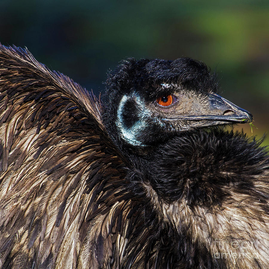 Emu Photograph by Sonya Lang