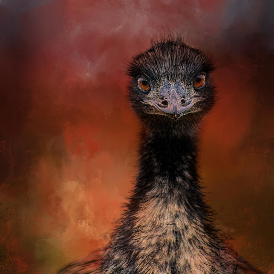 Bird Photograph - Emu Stare by Jai Johnson