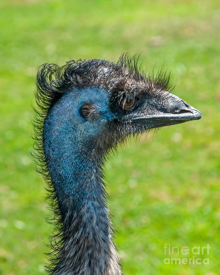 Emu Photograph by Stephen Whalen