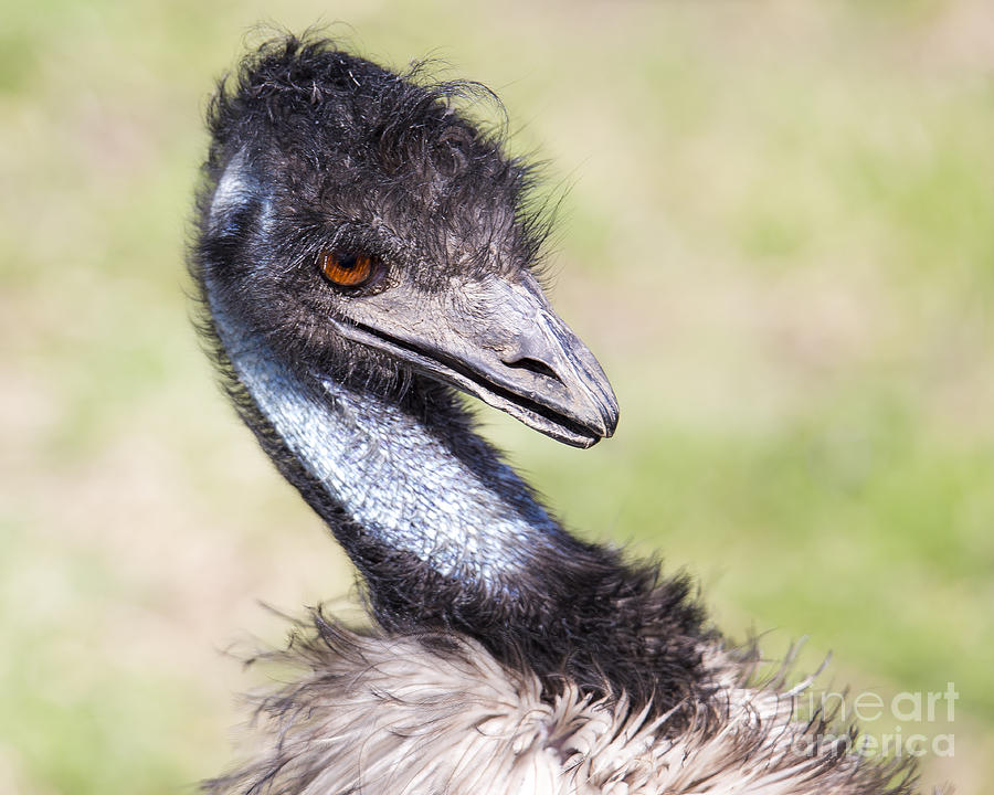 Emu Photograph - Emu by Twenty Two North Photography