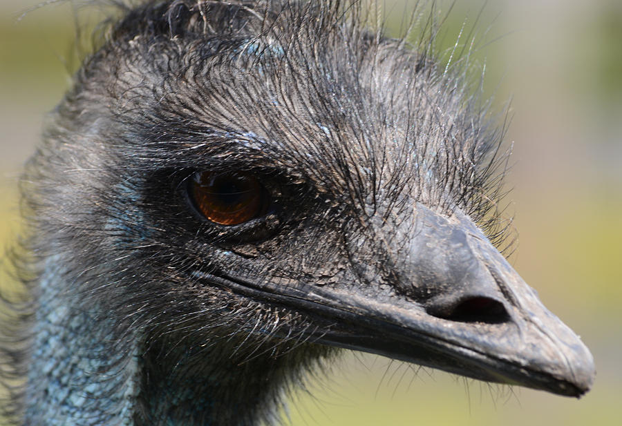 Emu Photograph - Emu - Up Close and Personal by Richard Andrews