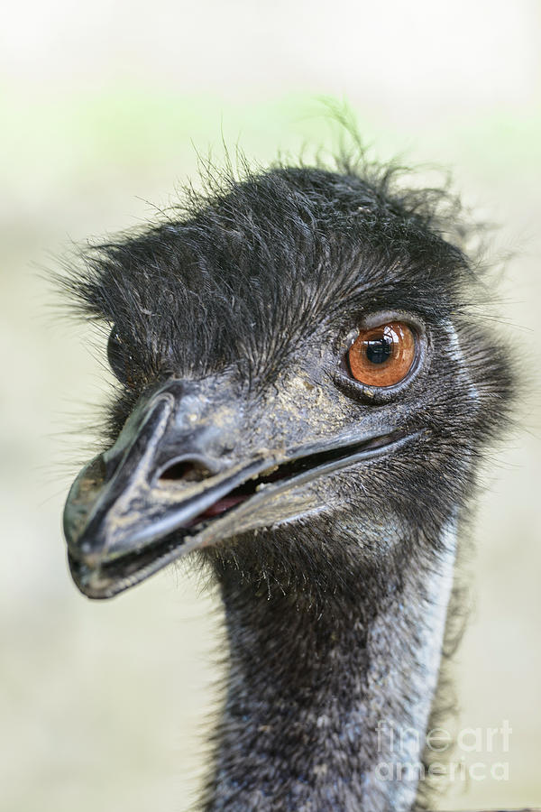 Emu Photograph by Werner Padarin