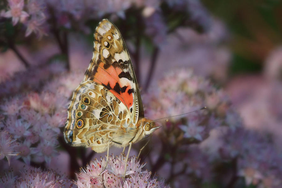 En Garde - Painted Lady - Butterfly Photograph by Nikolyn McDonald