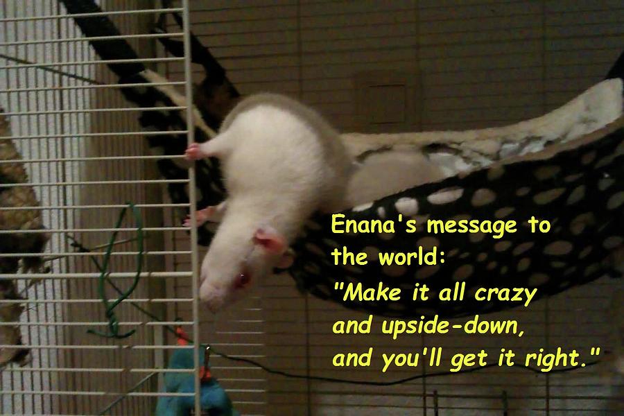 Enanas Message to the World Photograph by Nieve Andrea