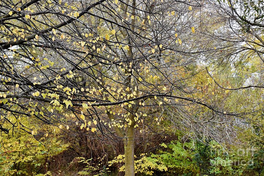 Enchanted Autumn Photograph by Brenda Lawlor - Fine Art America