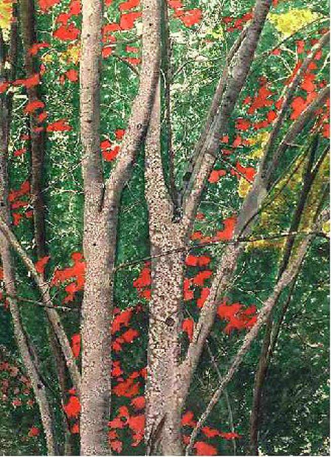 Tree Painting - Enchanted Birches by Lynne Atwood