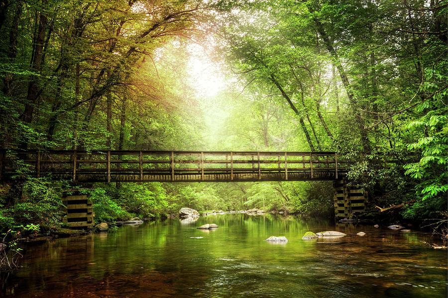 Enchanted Bridge in the Forest Photograph by Debra and Dave Vanderlaan