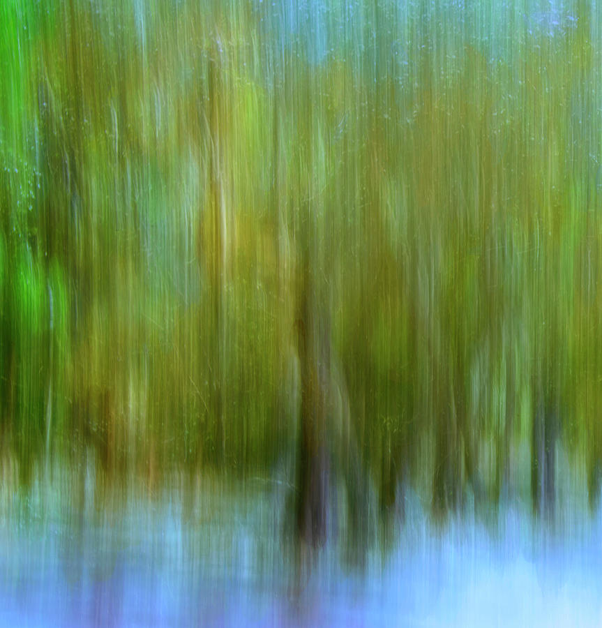 Enchanted Cypress Forest Photograph by Carol Eade
