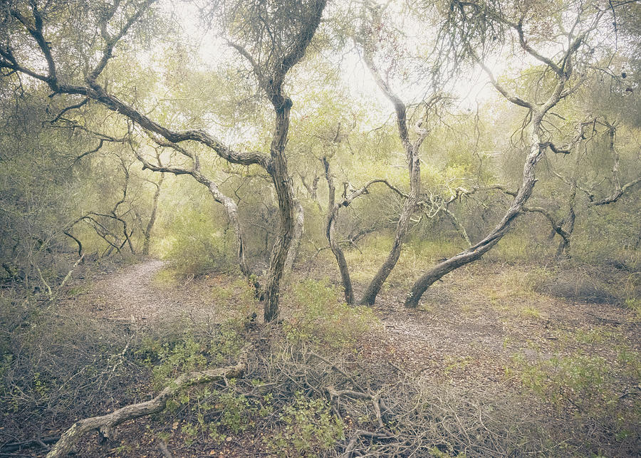 Enchanted Elfin Forest Photograph by Alexander Kunz