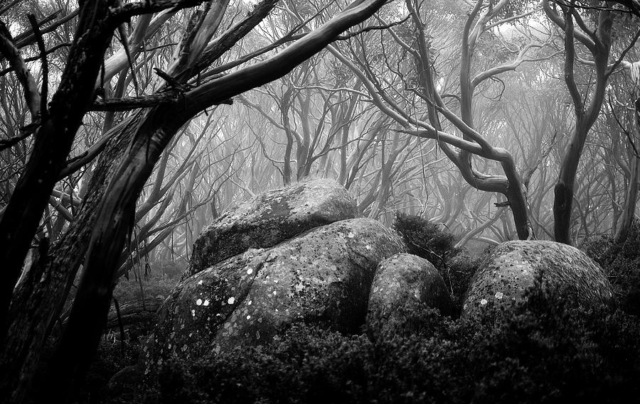 Trees Photograph - Enchanted forest 4 by Mihai Florea Trees Photograph - Enchanted forest 4 by Mihai Florea