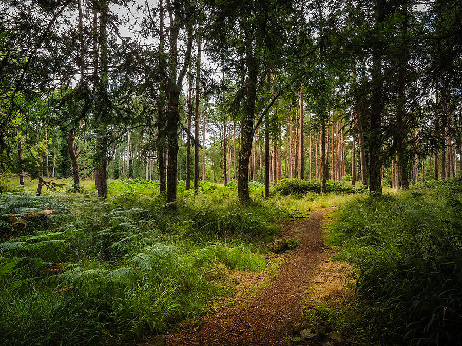Enchanted Forest at County Galways Portumna Park Photograph by James Truett