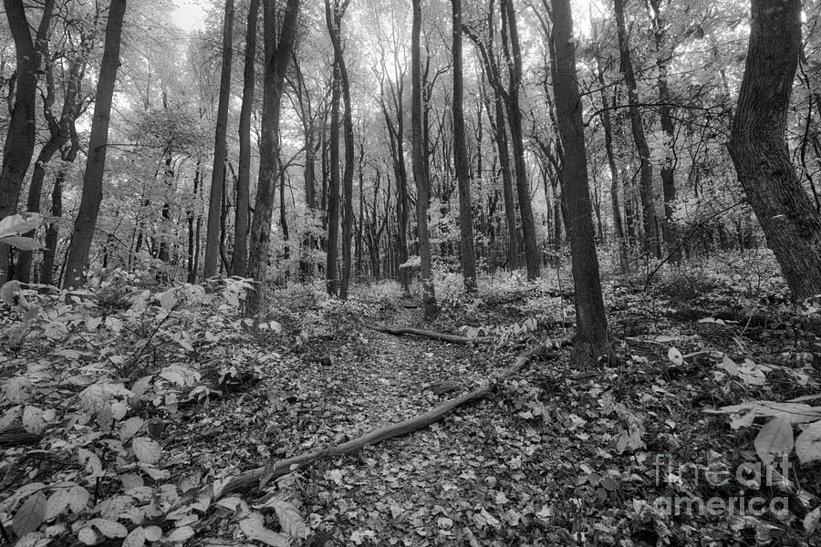 Enchanted Forest BW Photograph by Michael Ver Sprill