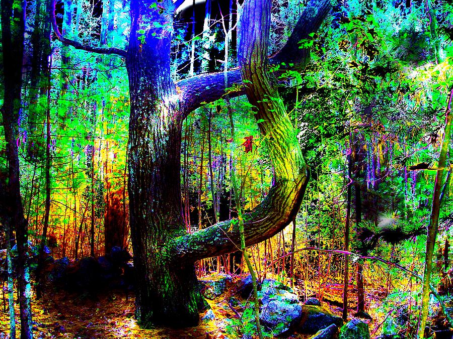 Enchanted Forest Digital Art by Cliff Wilson