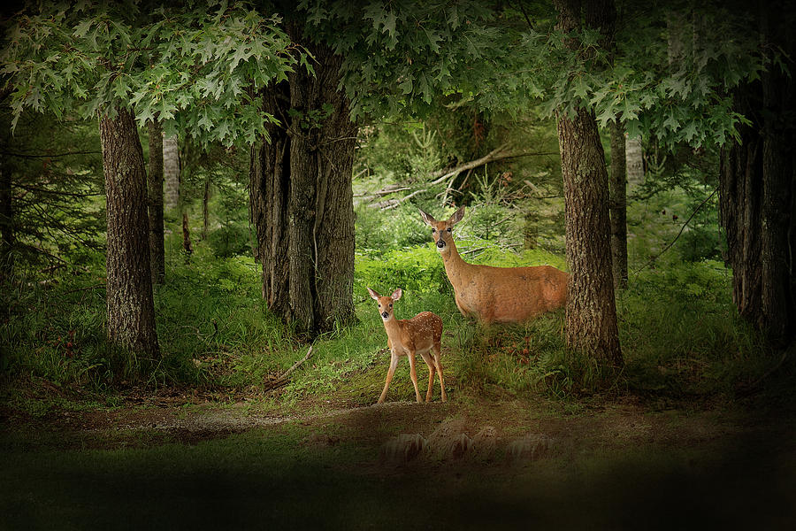 Enchanted Forest Deer Print Photograph by Gwen Gibson
