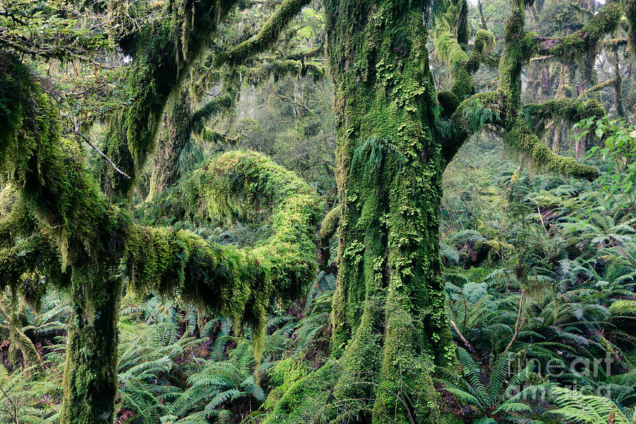 Enchanted forest - Fiordland National Park - New Zealand Photograph by Matteo Colombo