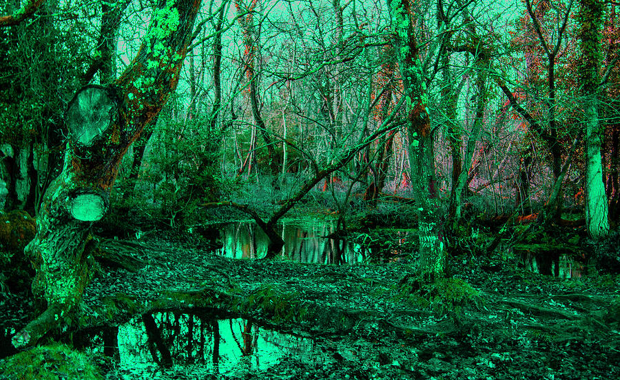Enchanted Forest Photograph by Ian Watts