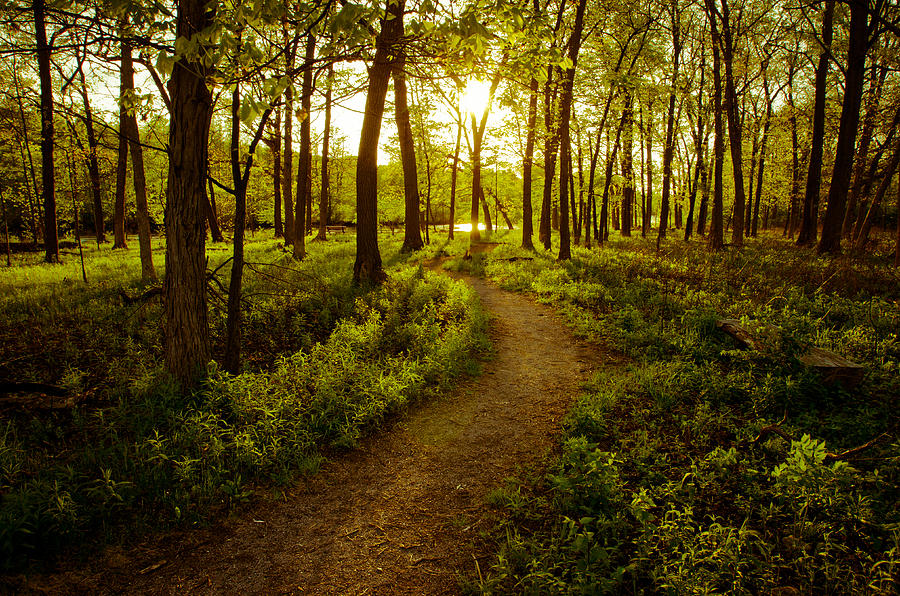 Enchanted Forest Photograph by Jason Naudi Photography