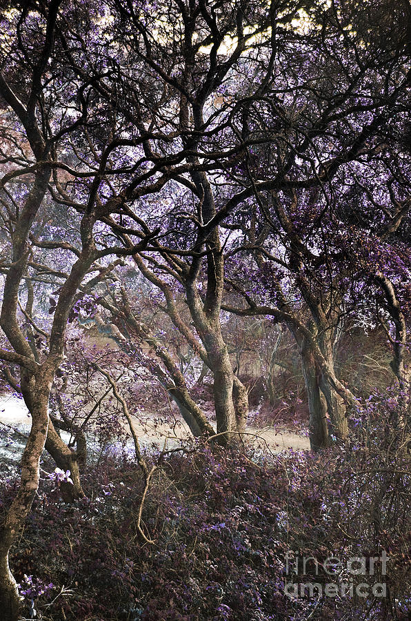 Enchanted Forest  Photograph by Jim Fitzpatrick