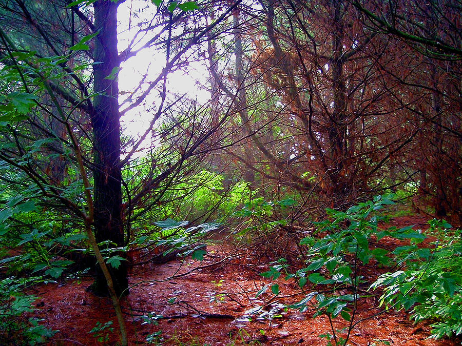 Enchanted Forest Photograph by Jimmy Ostgard