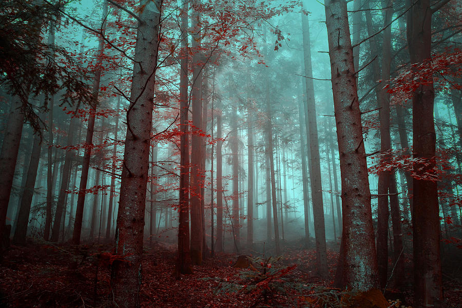 Enchanted Forest Photograph