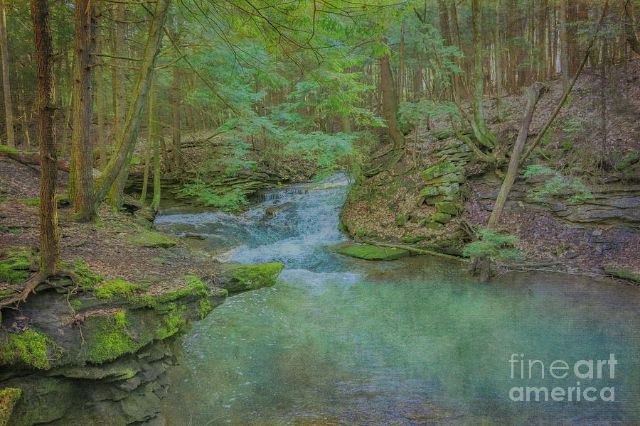 Enchanted Forest One Digital Art by Randy Steele