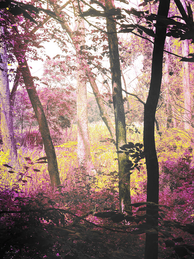 Enchanted Forest Photograph by Shawna Rowe