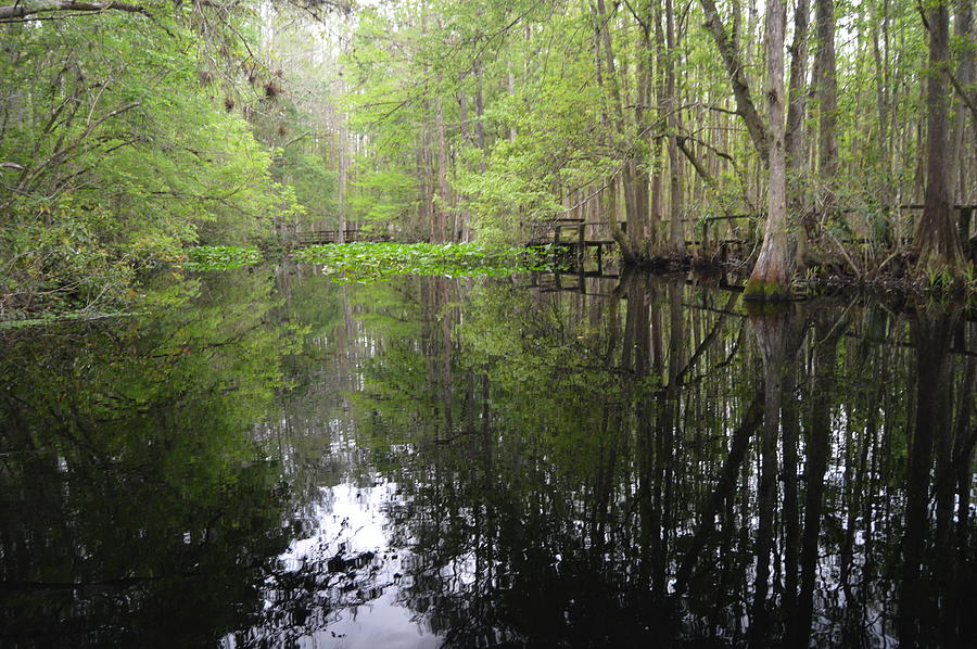 Enchanted Highland Hammocks Photograph by Cyndi Lenz - Fine Art America