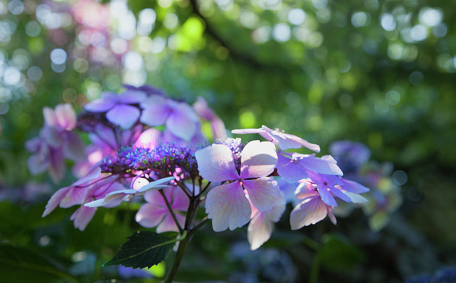 Enchanted Hydrangea Photograph by Theresa Tahara