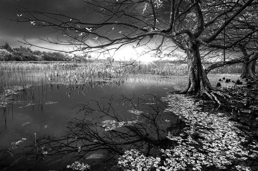 Enchanted in Black and White Photograph by Debra and Dave Vanderlaan