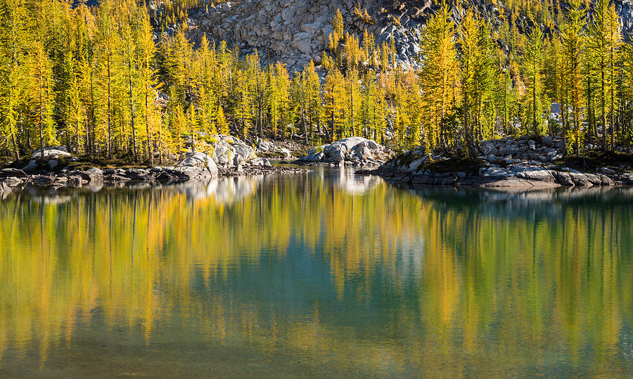 Enchanted Larches Photograph by Brian Bonham