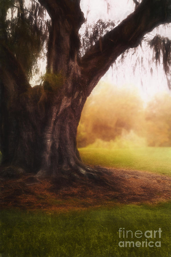 Tree Photograph - Enchanted by Margie Hurwich